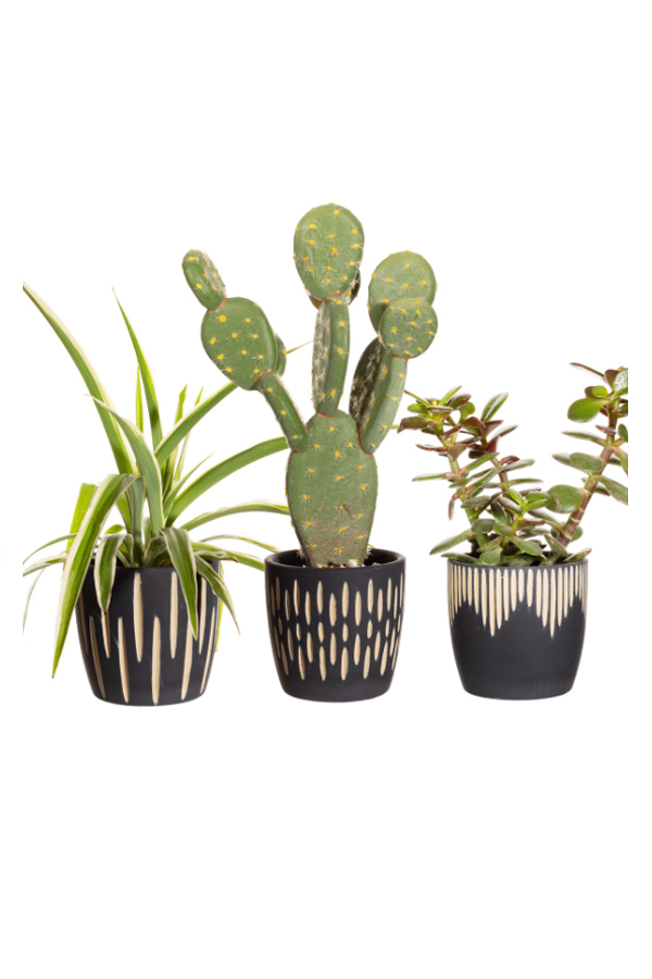 Black Sgrafitto Mini Plant pots – Set Of 3