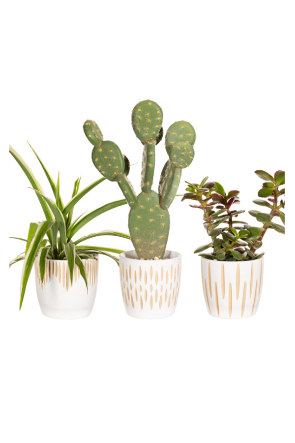 White Sgrafitto Mini Plant pots – Set Of 3